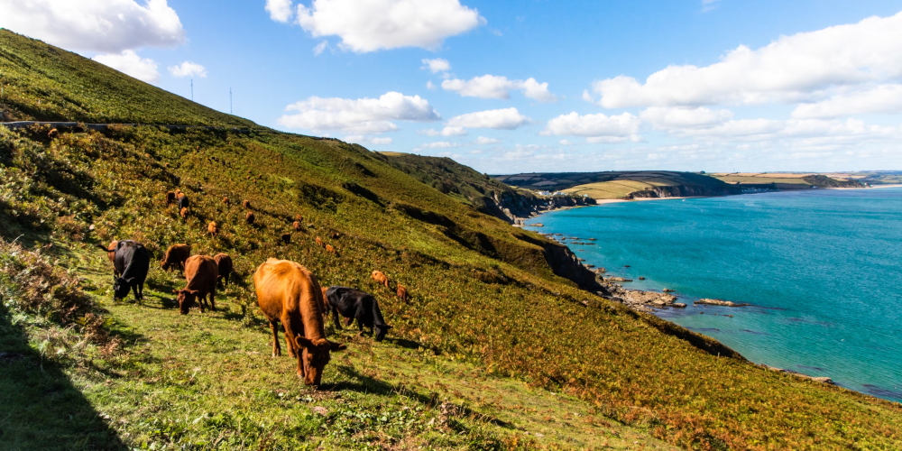 Cows eating in a meadow in devon looking out onto the sea